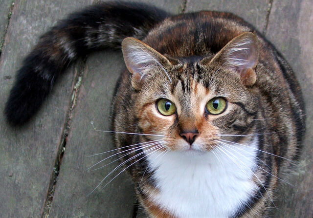 File:Cat-tortoiseshell-white.jpg