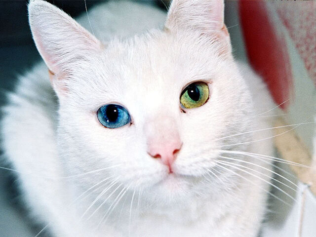 File:Beautiful-cats-12.jpg