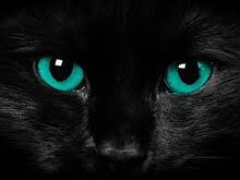 Catwithblueeyes