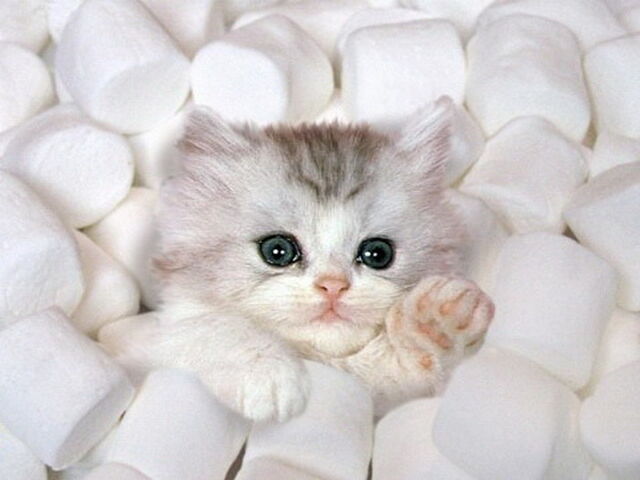 File:Kitten.jpg