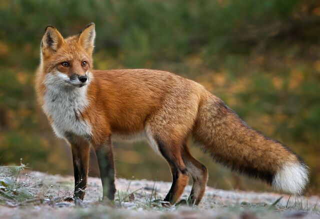 File:FOX.jpg