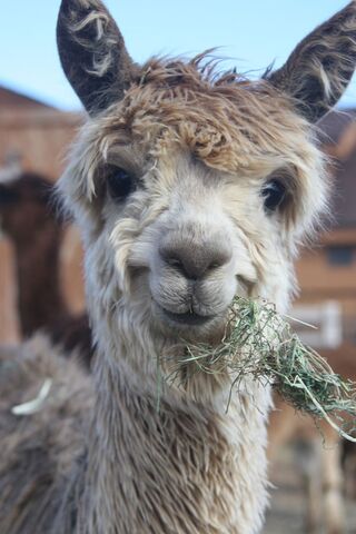 File:Llamass.jpg