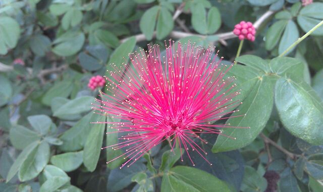 File:PrettyFlowers.jpg
