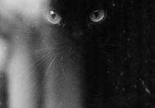 Dark forest