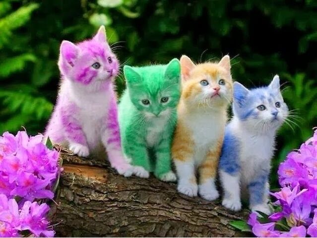 File:Kittens.jpg