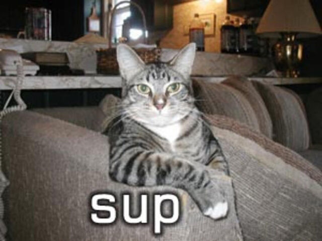 File:Kitten-cute-kittens-10224183-720-540.jpg