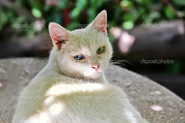 File:Depositphotos 9618275-White-cat-blue-and-green-eyes.jpg
