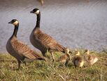 Goslings