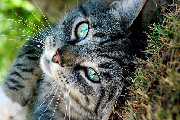 File:Epic cat.jpg
