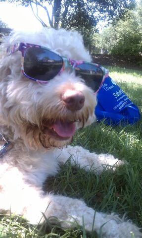 File:FinneganDog.jpg