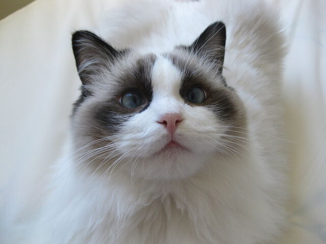 File:WolfKat.jpg
