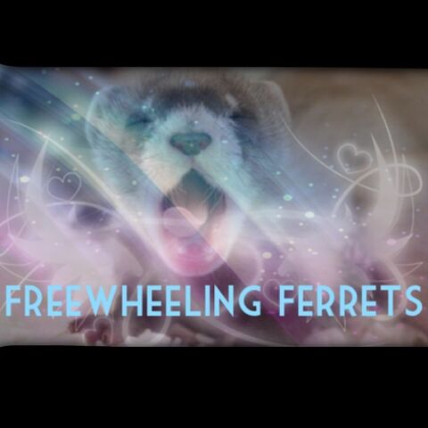 File:Freewheeling ferrets by hollydance-d6a30o1.jpg