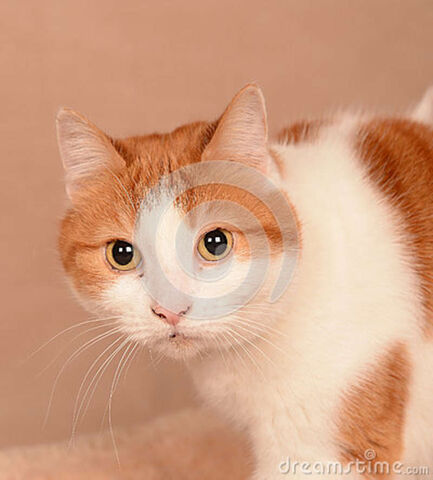 File:Portrait-fluffy-reddish-brown-white-cat-yellow-eyes-30134568.jpg