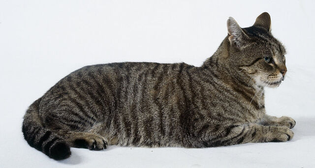 File:Mtabby.jpg