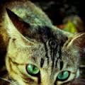 File:Copperclaw gravatar.jpg