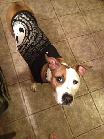 File:BuddyMyLoveDog.jpg