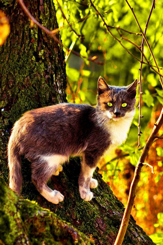 File:Firepaw.png
