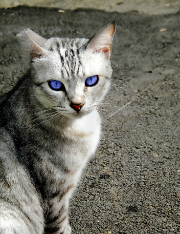 File:IritkitAdult.png
