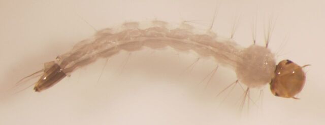 Arquivo:Larva.jpg