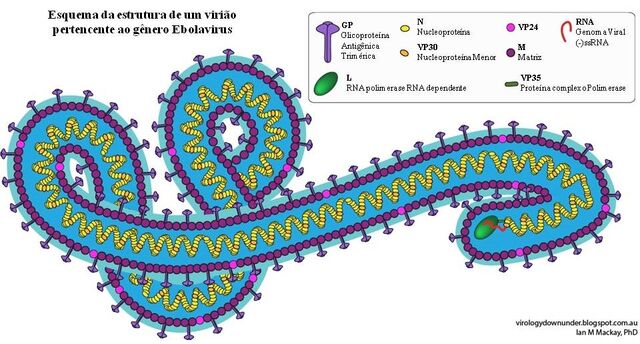 Arquivo:Particula Ebola.jpg