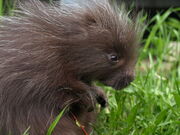 Ricky the baby porcupine 8 by kodasilverwing-d3iwuox