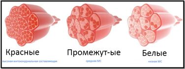 Типы