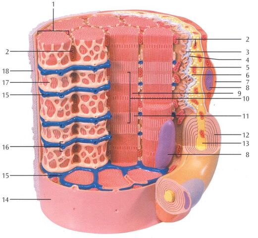 Файл:MuscleScheme-0.jpg