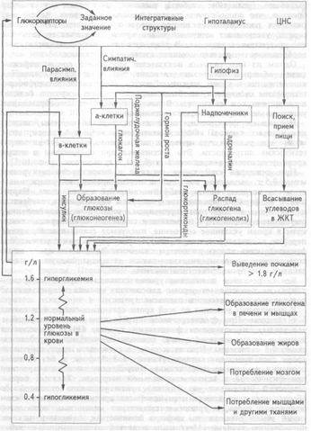 Файл:ОбменГлюкозы.png