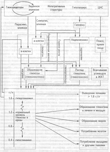 ОбменГлюкозы.png
