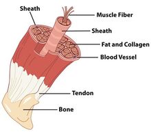Muscle3.jpg