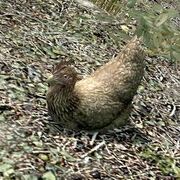 Poule
