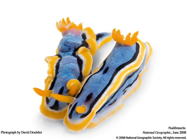 File:Chromodoris annae.jpg