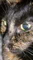 Thumbnail for version as of 17:33, October 13, 2011