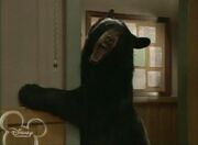 Bear