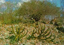 Caatinga.jpg