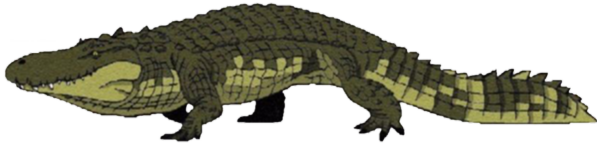 Arquivo:Purussaurusbrasiliensis.png