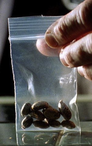 File:Ricinbeans.png