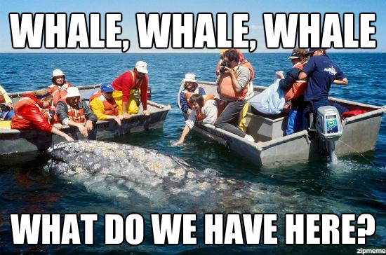 File:Whale whale whale.jpg