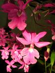 Calanthe rubens.jpg