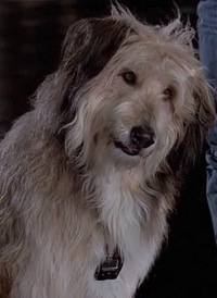 File:Einstein.jpg