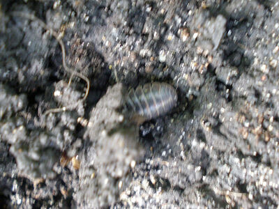 Pill woodlouse at Bicentennial Park