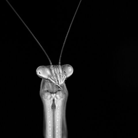 File:Tenodera sinensis 2.jpg