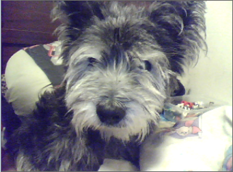 File:Bobo.png