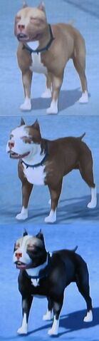 File:Dogs.jpg