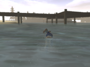 Jimmy swimming