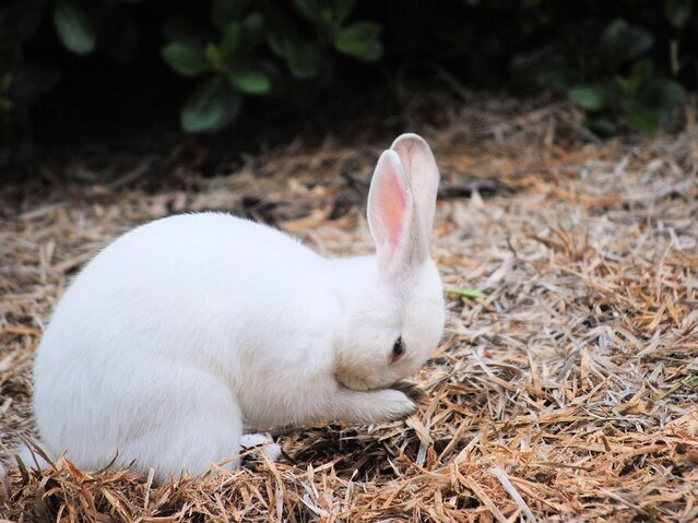 File:White-rabbit-oregon 56402 990x742.jpg