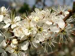 Blackthorn2