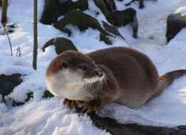 European otter 2