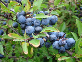 Closeup of blackthorn aka sloe