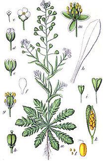 220px-Capsella bursa-pastoris Sturm23